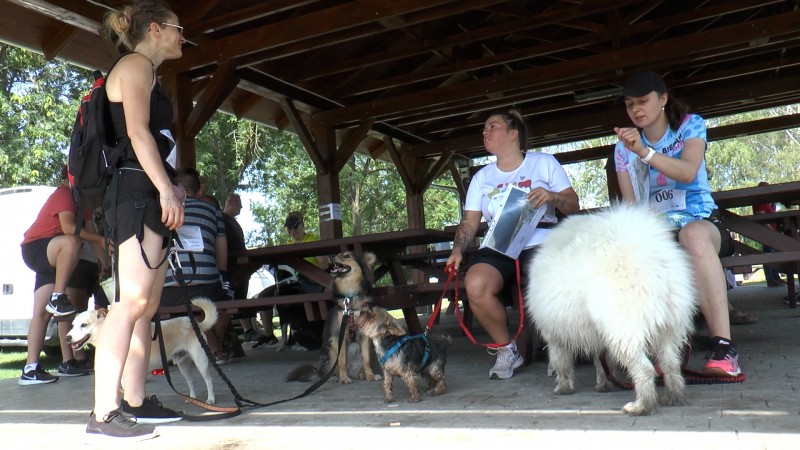 Dogtrekking czyli marsz/bieg z psem