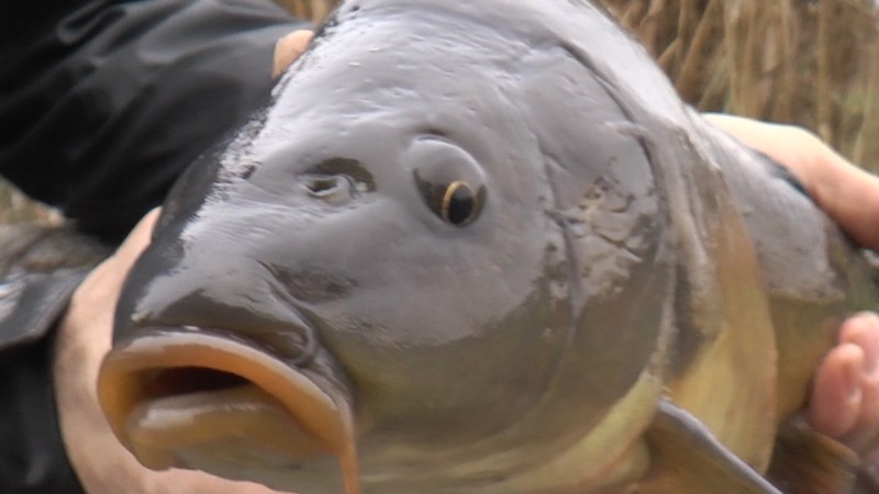 WIGILIJNY KARP